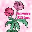 Click for pick of Siamese Kitten