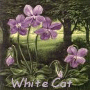 Read my tribute to my feral White Cat