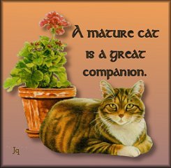 A mature cat makes a great companion.
