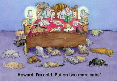 Warm Kitties