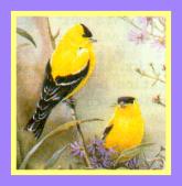 finches framed