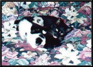 Delli and kittens on bed