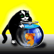 Tuxedo kitty playing in the fishbowl courtesy of Sylvia's Kattensite