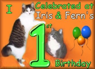 Iris & Fern's 1st Birthday
