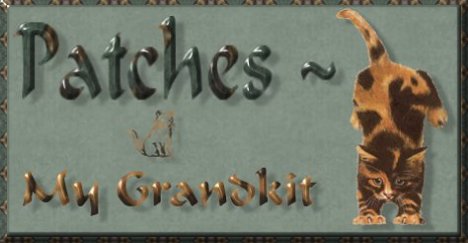 Patches - My Grandkit