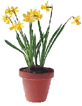 Daffodils for Twist