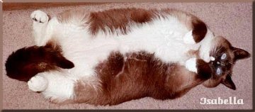 Izzy - Furriest Cat Contest