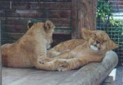 Lion Cubs in New Zealand