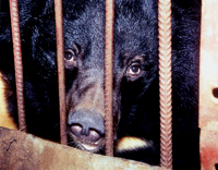 AAF Photo ~ Moon Bear