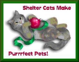 Shelter cats make nice pets