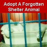 Adopt A Forgotten Shelter Animal