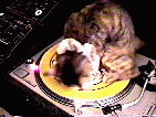 Cat on record player