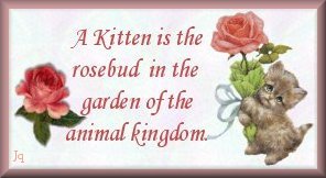 A kitten is a rosebud